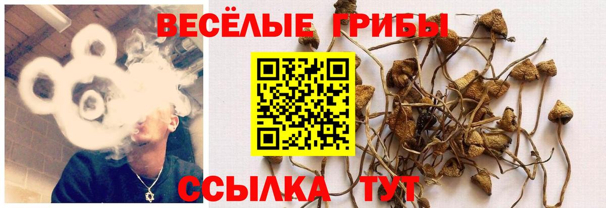 Дивногорск  Галлюциногенные грибы прущие грибы  Псилоцибиновые грибы Psilocybine cubensis  Вход с VPN 